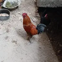 خروس ۱۱ ماه