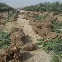 معاوضه فسیل کلوته با بذر یونجه محلی