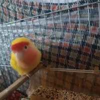 کوتوله برزیلی|پرنده|هوراند, |دیوار