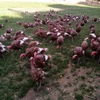 بوقلمون نر|حیوانات مزرعه|بانه, |دیوار