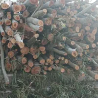 خریدار چوب و برش انواع نوع درخت با قیمت بالا|خدمات باغبانی و درختکاری|ایلام, |دیوار