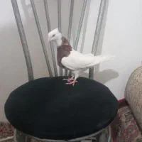 جا ندارم|پرنده|مشهد, نیزه|دیوار