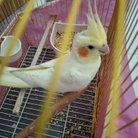 طوطی عروس هلندی لوتینو یک ساله