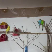 حراج مرغ عشق