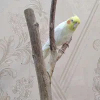 عروس هلندی نر