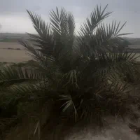 درختچه نخل تزئینی