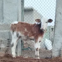 گاو با گوساله نر سمینتال