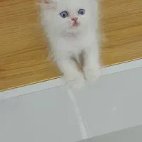 گربه|گربه|قم, باسکول|دیوار