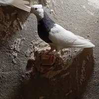 نروماده طوقی فروشی بافق|پرنده|بافق, |دیوار