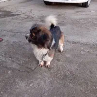 نگهبان|سگ|چناران, |دیوار