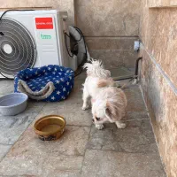 سگ پیکینیز شیتزو|سگ|چناران, |دیوار