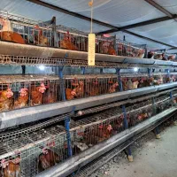 فروش فوری قفس مرغی منبری شش پایه هرپایه شش قفس|حیوانات مزرعه|مه ولات, |دیوار