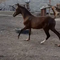 کره نریون کرد