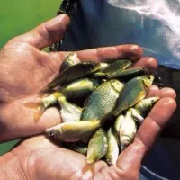 توزیع ماهی کپور آمور پرورش اصفهان|ماهی|اصفهان, ملاصدرا|دیوار