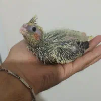 جوجه عروس سرلاکی