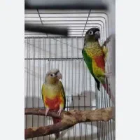 طوطی گرینچیک