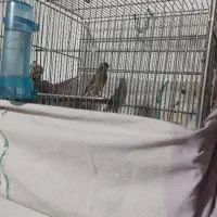 سهره قناری|پرنده|تهران, تهرانسر شمالی|دیوار