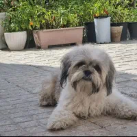 سگ شیتزو بازیگوش قیمت ۱ونیم معاوضه با هرچی