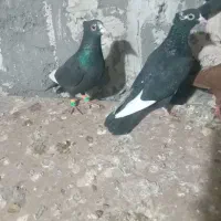 نر ماده مینا کاکلی خاطر جعم کفتر