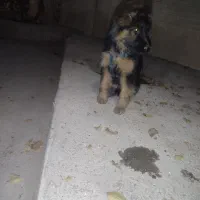 سگ ژرمن شپر  با شناسنامه|سگ|مرودشت, دولت آباد|دیوار