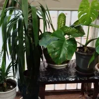 فروش گل های آپارتمانی