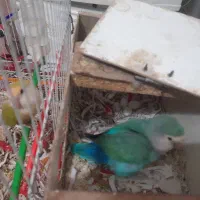 طوطی