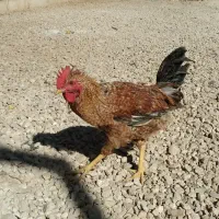 خروس محلی|حیوانات مزرعه|گیلان غرب, |دیوار