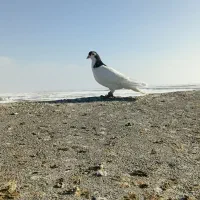 خال|پرنده|تربت جام, میان جام|دیوار