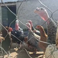 بوقلمون ماده