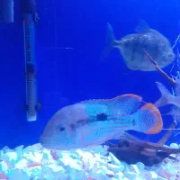 ماهی گرین تیلور بزرگ کوی|ماهی|چهاردانگه (تهران), |دیوار