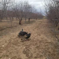 بقلمون محلی