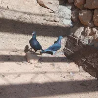 دو کبوتر نر و ماده درحال چو کشی در دینراک