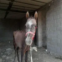 کره اسب نریون