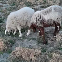 میش با بره ماده