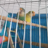 یک جفت کتوله