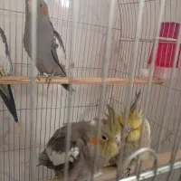 جوجه عروس هلندی 3ماهه|پرنده|تفت, |دیوار