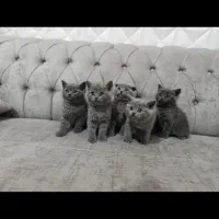 بچه گربه بریتیش