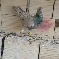 کرم هفرنگ لکی کلکسیونی نر|پرنده|الوند, |دیوار