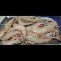 ماهی گاریز و میگو|ماهی|قشم, |دیوار