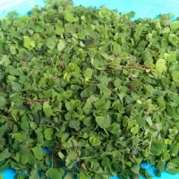 سبزی محلی،ترش واش