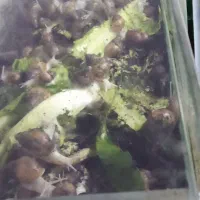 فورش حلزون تراپی اچتینا آلبینو|خزنده|خرمدره, |دیوار