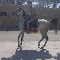 مادیان درشت سر دم گیر|اسب و تجهیزات اسب‌سواری|تهران, مولوی|دیوار