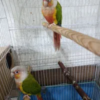 جفت گرینچیک