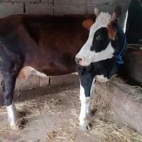 فروش یا معاوضه گاو و گوساله نر براون سوییس
