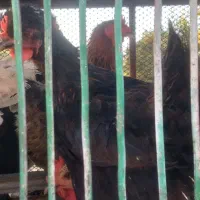 مرغ محلی تخم گزار|حیوانات مزرعه|میانه, |دیوار