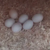 تخم عروس هلندی نطفه دار
