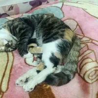 گربه ماده ۸ماهه .اسم میشا|گربه|چناران, |دیوار