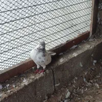 کبوتر|پرنده|رضوانشهر, |دیوار