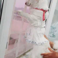 پامر اشپیتز