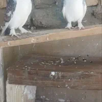 کفتر